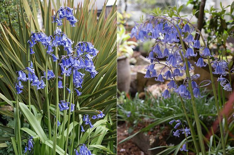 زنگوله آبی اسپانیایی